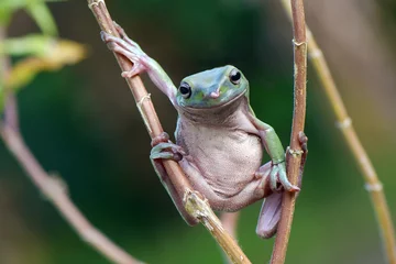 Fototapeten Dumpy frog pose © rizaarif