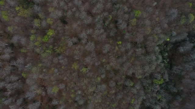 Spring, Beech forest, Altube, Gorbeia Natural Park, Alava, Bizkaia, Basque Country, Spain, Europe