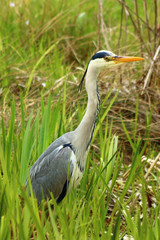 Fototapeta premium Graureiher (Ardea cinerea)