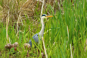 Graureiher (Ardea cinerea)