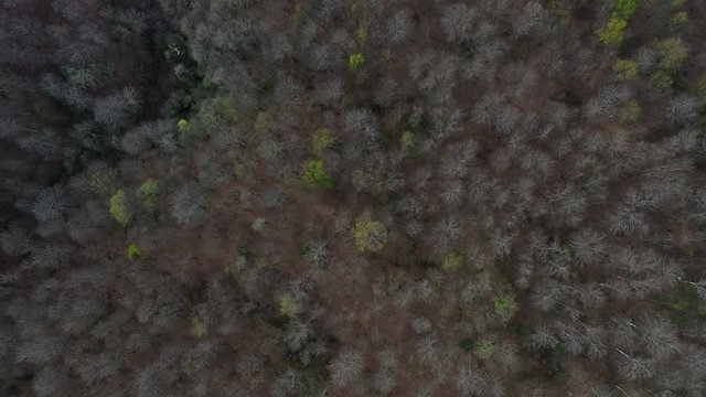 Spring, Beech forest, Altube, Gorbeia Natural Park, Alava, Bizkaia, Basque Country, Spain, Europe