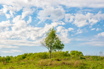 Fototapeta na wymiar Tree and the field on a sunny summer day. Voroninsky National Park, Tambov Oblast, Russia