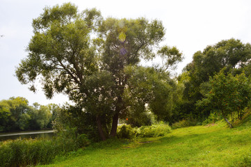 green trees and bushes near the river in summer