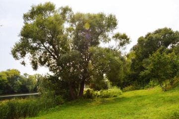Fototapeta na wymiar green trees and bushes near the river in summer
