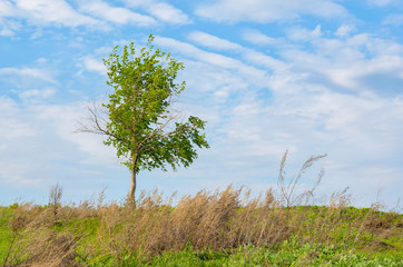 Obraz premium Tree and the field on a sunny summer day. Voroninsky National Park, Tambov Oblast, Russia