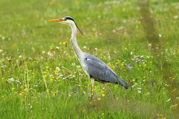 Fototapeta premium Graureiher (Ardea cinerea)