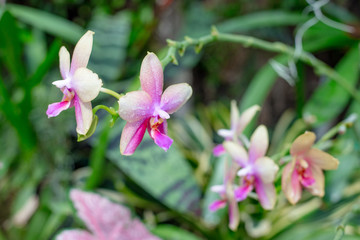 Fototapeta na wymiar Pink Phalaenopsis or Moth dendrobium Orchid flower. Tropical garden Floral background. Selective focus