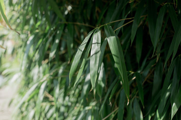 Pseudosasa japonica, tropical green plant, leaves background