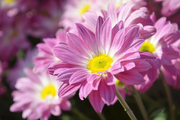Obraz premium chrysanthemum flower