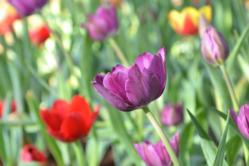 Obraz na płótnie Canvas tulip flower