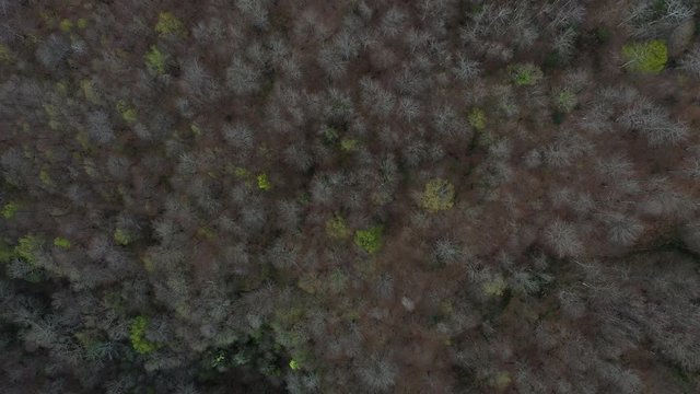 Spring, Beech forest, Altube, Gorbeia Natural Park, Alava, Bizkaia, Basque Country, Spain, Europe