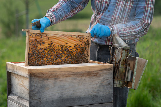 Imker zieht Rahmen aus Bienenstock