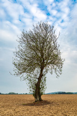 A lone tree in a ploughed field with a cloudy and blue sky overhead