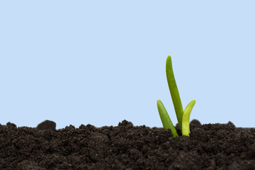 Green sprout growing out from soil isolated on blue background.