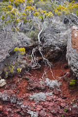 Réunion, Boden im Nebelwald