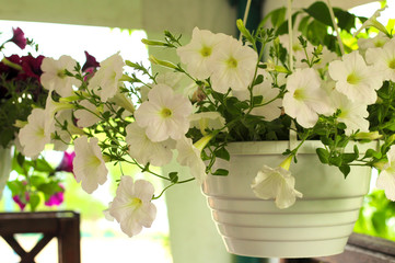 lovely pink, white, purple, petunia flowers in pots on the beach