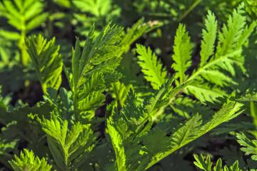 Young shoots of wormwood on a blurred background. Wormwood plant used for herbal medicine.