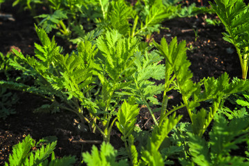 Young shoots of wormwood on a blurred background. Wormwood plant used for herbal medicine.