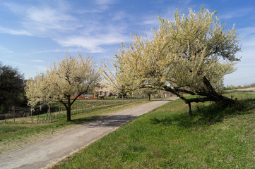 Obraz premium Spring flowering of a cherry tree in the countryside near Bologna