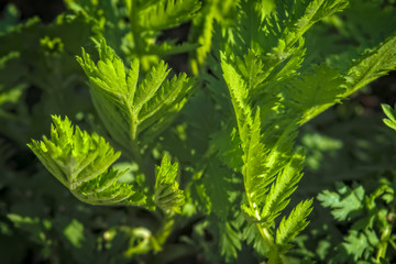 Young shoots of wormwood on a blurred background. Wormwood plant used for herbal medicine.