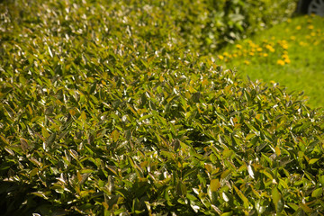 Trimmed green hedge is close