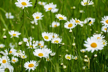 Magerite Blüte , in gelb und weiß, auf einer Wiese, im Frühjahr