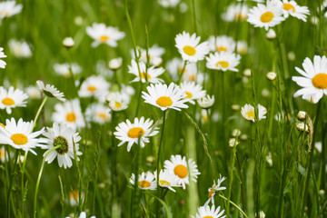 Fototapeta premium Magerite Blüte , in gelb und weiß, auf einer Wiese, im Frühjahr