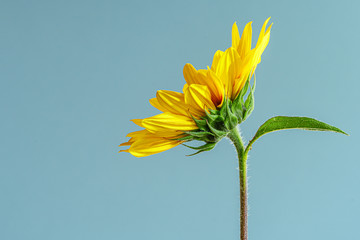 sunflower isolated on blue sky background
