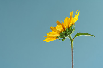 sunflower isolated on blue sky background