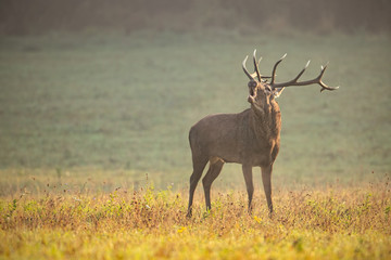 Naklejka na ściany i meble Red deer, cervus elaphus, stag bellowing in rutting season in morning with space for copy. Wild male animal standing on a meadow with short green grass calling to mark territory