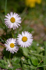 Bellis perennis wild beautiful flowers in bloom, group of flowering plants, white pink petals © Iva