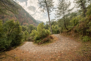 High altitude road in Himalayas surrounded by deodar tree