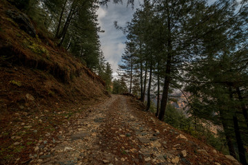 Fototapeta na wymiar High altitude road in Himalayas surrounded by deodar tree