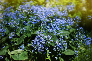 Brunnera macrophylla 'Sea Heart' - siberian bugloss, great forget-me-not, largeleaf brunnera, heartleaf in summer garden