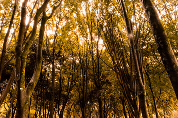 Tall trees on sunny day. Beautiful green leaves in a forest. Pacific Concept.