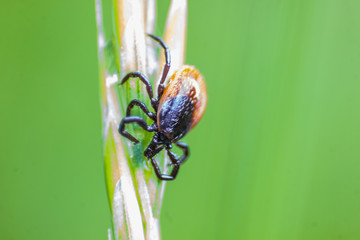 The castor bean tick (Ixodes ricinus)