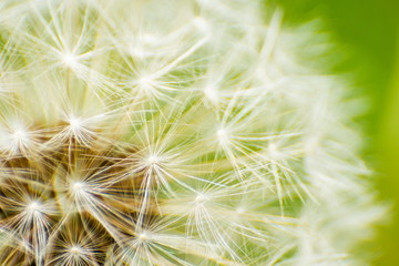 Dandelion seeds on a fresh green morning background