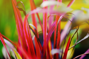Shiny red leaves of Cogon Grass also Japgrass 'Red Baron' (Imperata cylindrica rubra) in Sun Rays