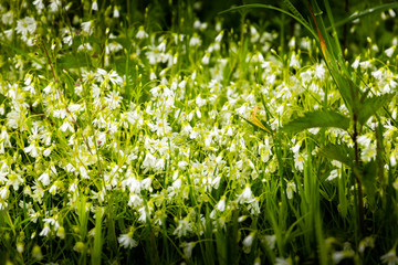 Close-up photography of white forest flowers in rainy day.