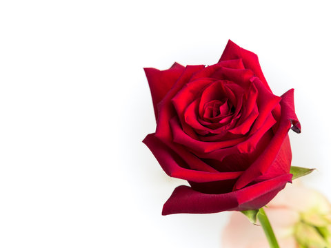 A single red rose is isolated in a flower bouqet. Slight side angle viewpoint.