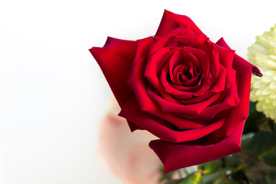 A single red rose is isolated in a flower bouqet. Downward angle viewpoint.