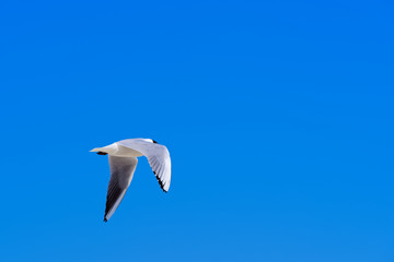 Seagull flying in the blue sky
