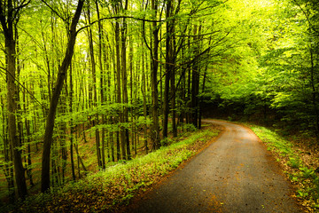 Rural road in summer forest.