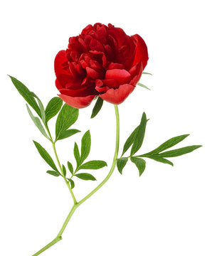Beautiful red peony flower isolated on a white background