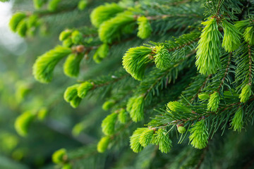 Green young soft needles of a fir-tree