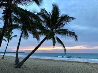 Sunset palm tree beach Punta Cana, Dominican Republic 