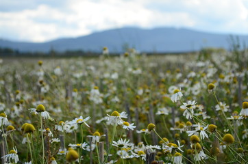 Obraz premium Field full of daises close to the mountains.