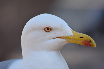 Gull