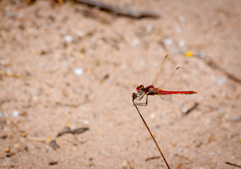 Closeup on dragonfly