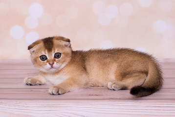 Fototapeta na wymiar Scottish fold kitten red color 